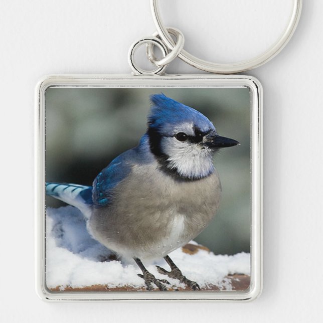 Blue Jay Keychain (Front)