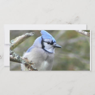 Blue Jay Looking