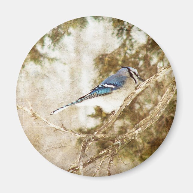 Blue Jay Magnet (Front)
