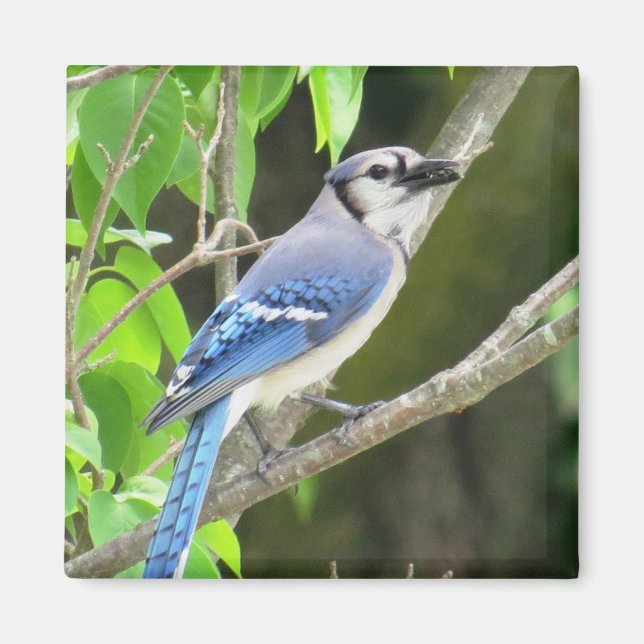 Blue Jay Magnet (Front)