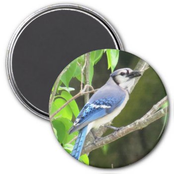 Blue Jay Magnet by BirdingCollectibles at Zazzle