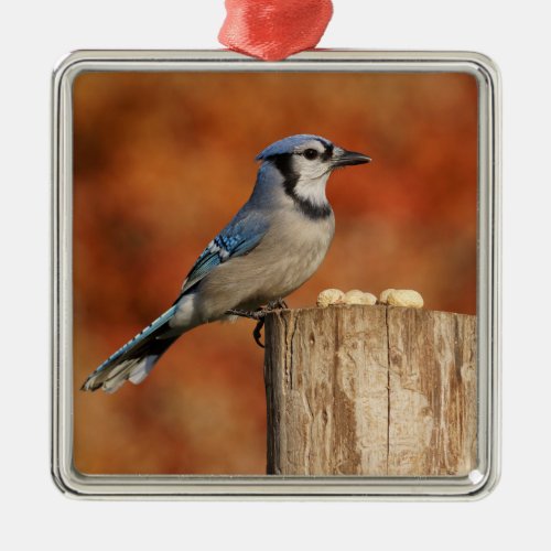 Blue Jay Metal Ornament