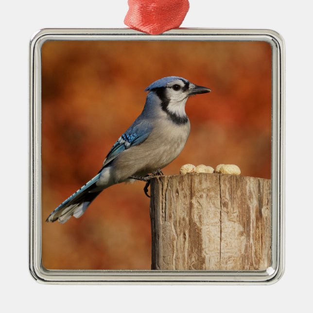 Blue Jay Metal Ornament (Front)