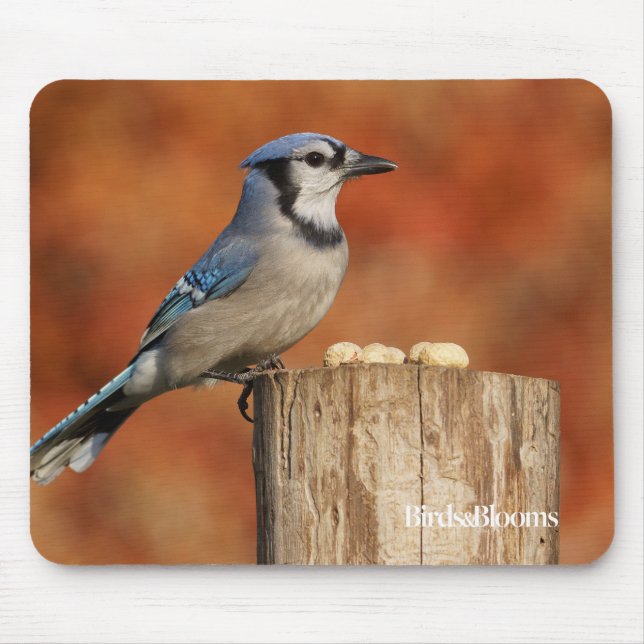 Blue Jay Mouse Pad (Front)