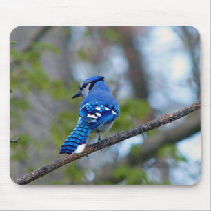 Blue Jay Mouse Pad