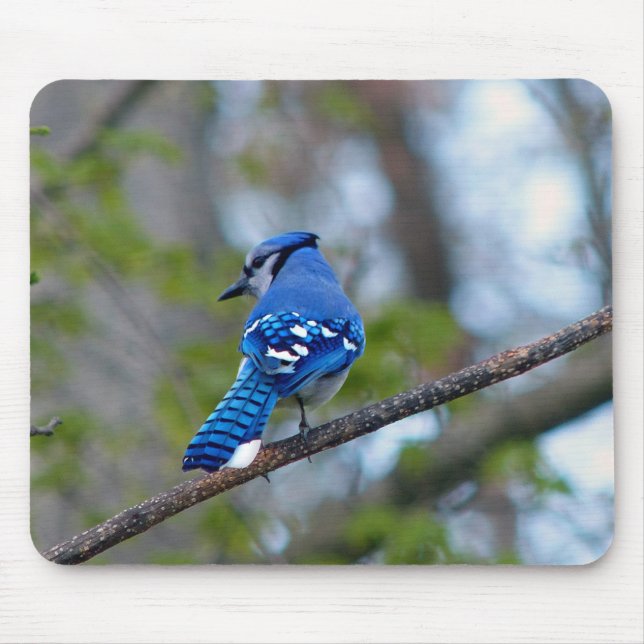 Blue Jay Mouse Pad (Front)