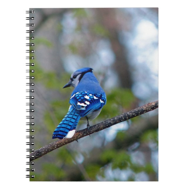 Blue Jay Notebook (Front)