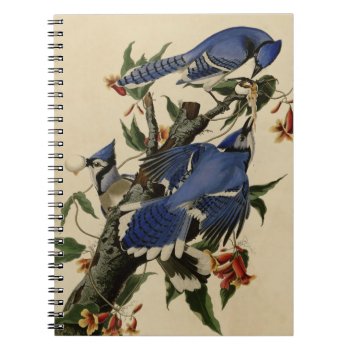 Blue Jay Notebook by birdpictures at Zazzle