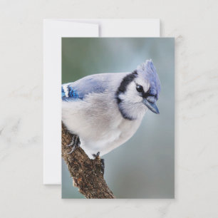 Blue Jay on a Branch Blank Note Card