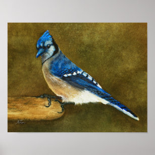 Blue Jay Poster, Zazzle