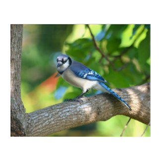 Blue Jay on Branch Bright Colorful Photographic