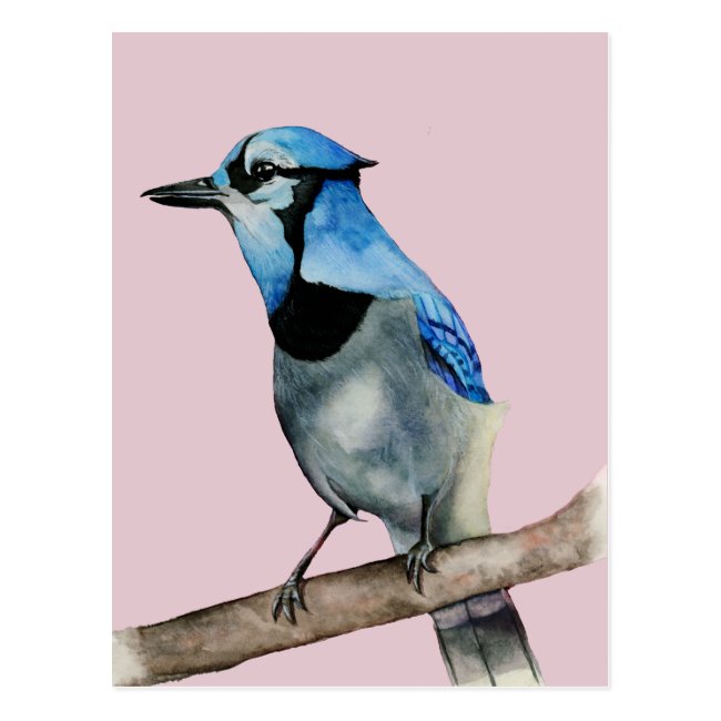 Blue Jay on Branch Watercolor Painting Postcard