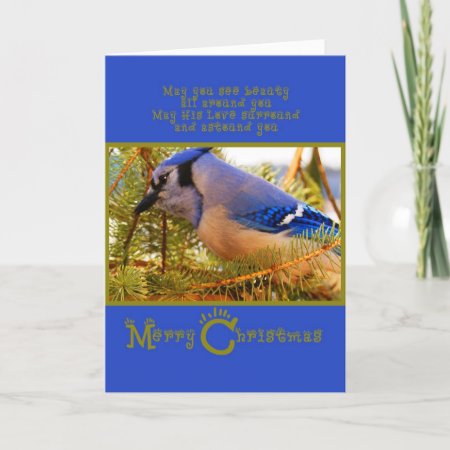 Blue Jay On Cedar Feeder W Fir Closeup Holiday Card