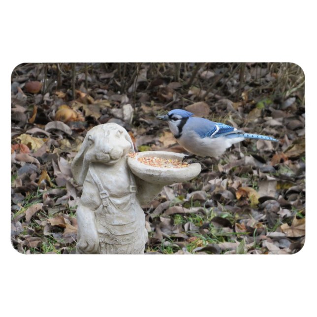 Blue Jay on Cute Rabbit Bird Feeder Magnet (Horizontal)