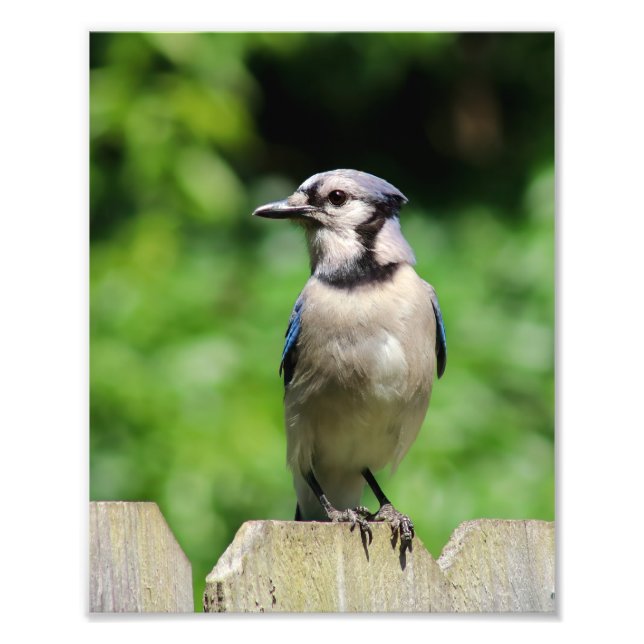 Blue Jay on Fence Photo Print (Front)