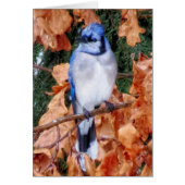 Blue Jay on Oak (Front)
