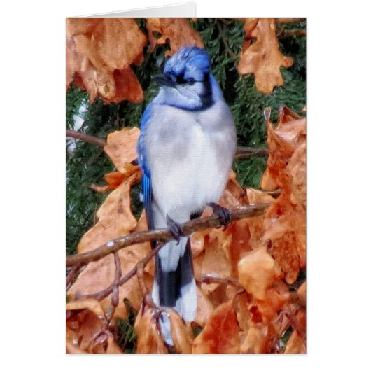 Blue Jay on Oak Cards (Front)