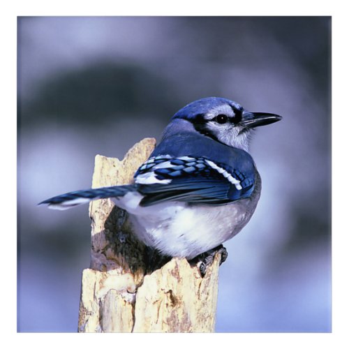 Blue Jay on Post Wildlife Photograph Nature Acrylic Print