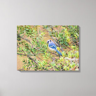 Blue Jay on Southern Wax Myrtle Canvas Print