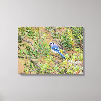 Blue Jay on Southern Wax Myrtle Canvas Print