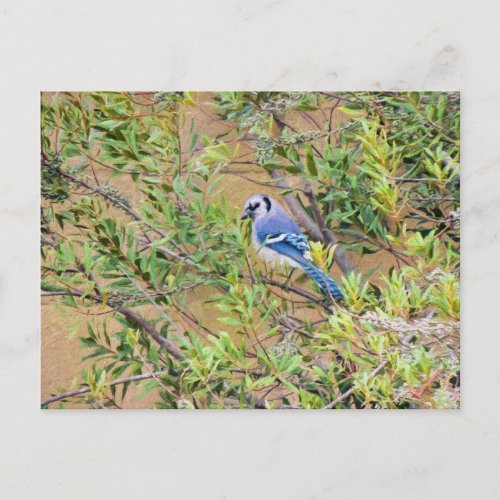 Blue Jay on Southern Wax Myrtle Postcard