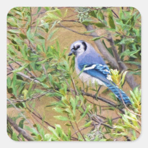 Blue Jay on Southern Wax Myrtle Square Sticker