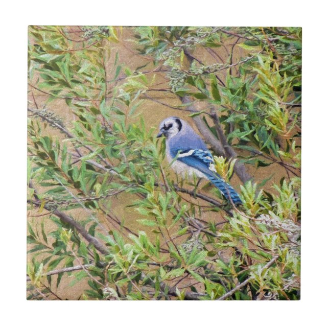 Blue Jay on Southern Wax Myrtle Tile (Front)