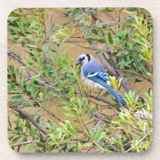 Blue Jay on Wax Myrtle Beverage Coaster