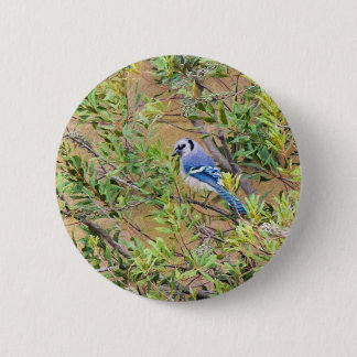 Blue Jay on Wax Myrtle Button