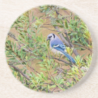 Blue Jay on Wax Myrtle Coaster