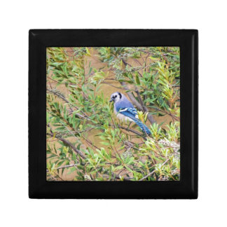 Blue Jay on Wax Myrtle Gift Box
