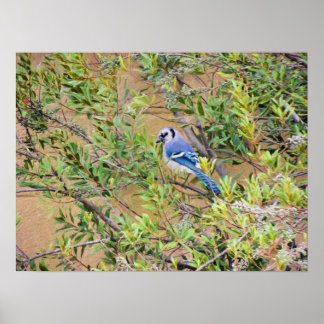Blue Jay on Wax Myrtle Poster
