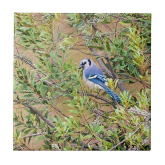 Blue Jay on Wax Myrtle Tile