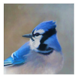 Blue Jay Painting - Original Bird Art