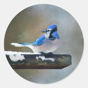 Blue Jay, Accessories, Blue Jay Winter Hat And Stickers