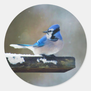 Blue Jay Painting - Original Bird Art Classic Round Sticker