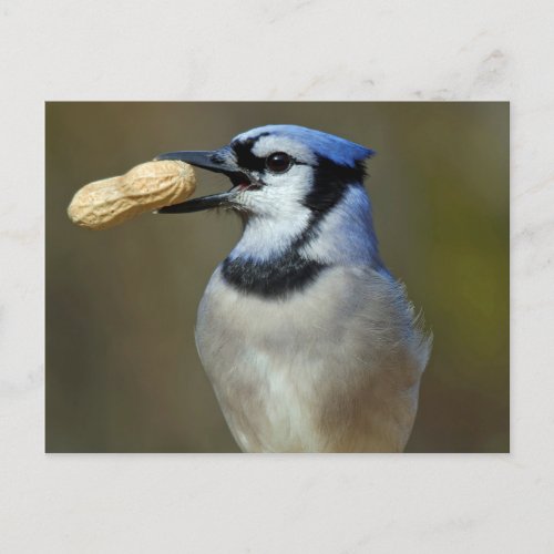 Blue Jay Peanut Postcard