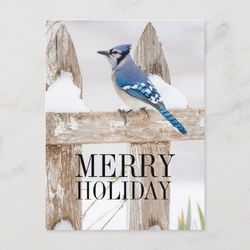 Blue Jay Perched on Snowy Fence Holiday Postcard