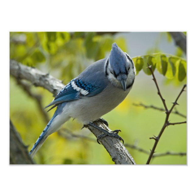Blue Jay Photo Enlargement Print (Front)