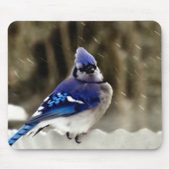 Blue Jay Photo Mouse Pad by Vanillaextinctions at Zazzle