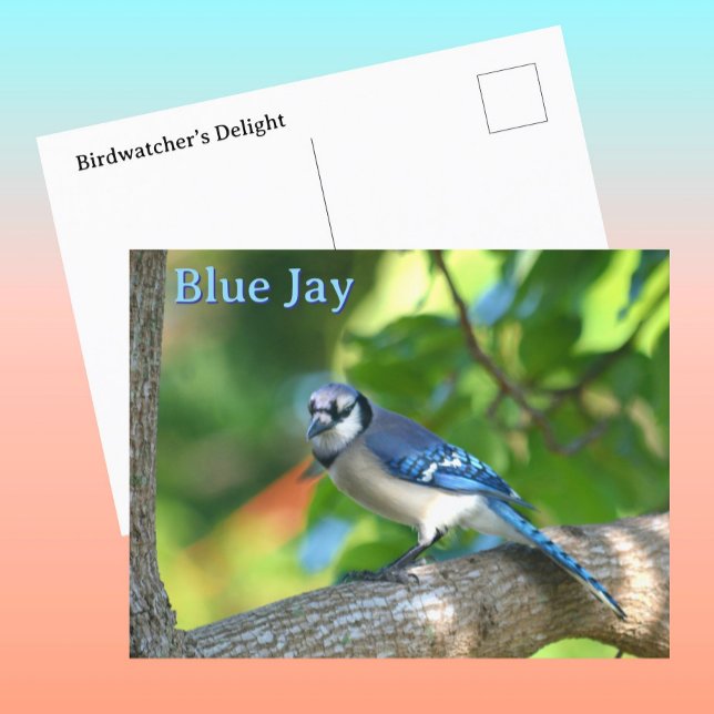 Blue Jay Photographic Nature Customizable Postcard (Creator Uploaded)