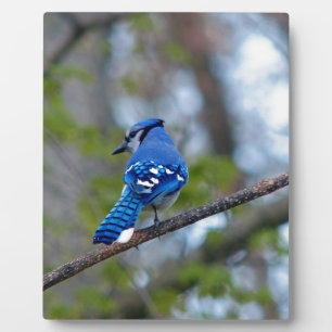 Blue Jay Plaque