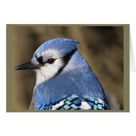Blue Jay Portrait Cards (Front Horizontal)
