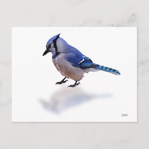 Blue Jay Postcard