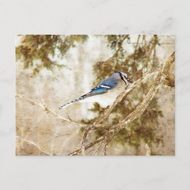 Blue Jay Postcard (Front)