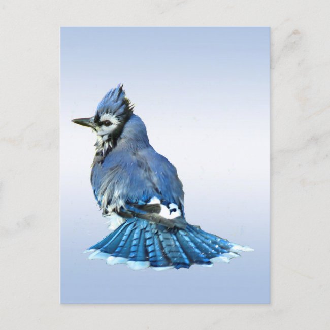 Blue Jay Postcard