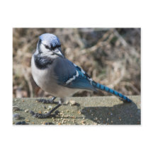 Blue Jay Postcard