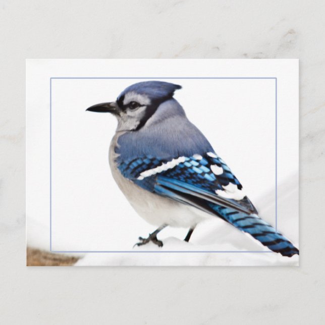 Blue Jay Postcard (Front)