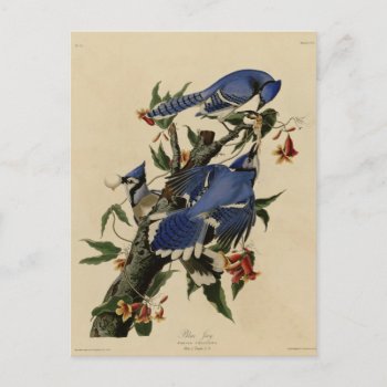 Blue Jay Postcard by birdpictures at Zazzle
