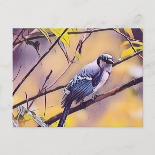 Blue Jay  Postcard